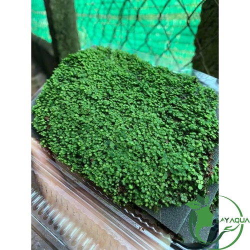 Tấc rêu Minifiss Lá Nước - Fiss lá nước - Trang trí hồ thủy sinh