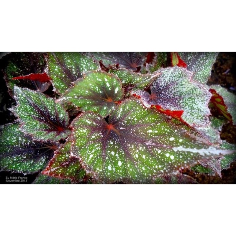 Chậu cứng Begonia rex putz