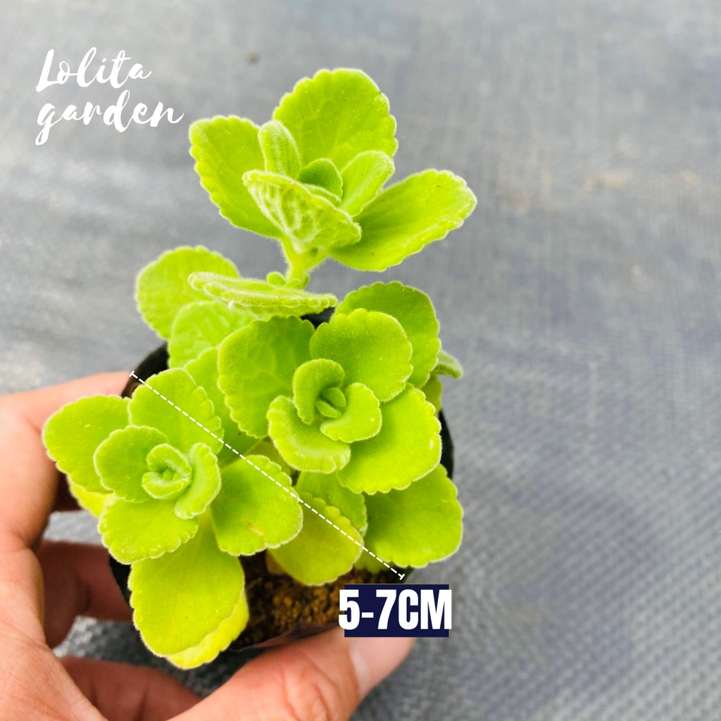 Sen thơm nhất mạt hương Đà Lạt size bé cây cảnh trang trí nhà cửa Lolita garden