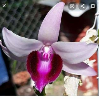 Hoa phong lan - Phi điệp bệt ma bó