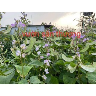 Hạt Đậu Ván Trắng Thuần Chủng Trồng Lấy Hạt Không Chất Bảo Quản Bán Tùy Theo Số Lượng