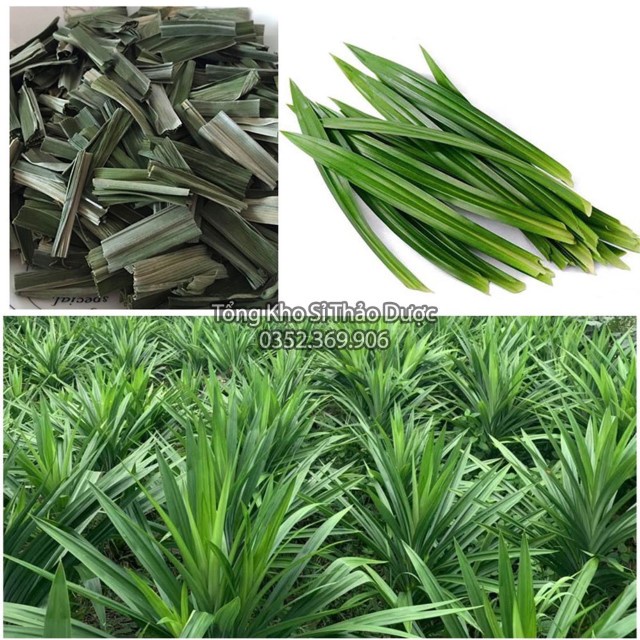 Lá Dứa Sấy Lạnh 1kg (Lá Nếp, Lá Thơm)