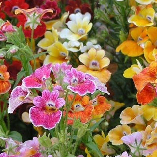 Hạt Giống Hoa Nemesia Mix 50 hạt - tặng kèm thuốc kích mầm