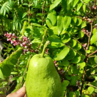 Cay ổi lê đang trái quá đẹp