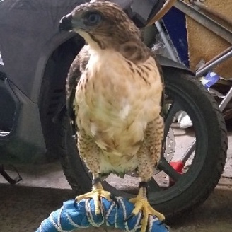 Dây chân chim săn đan thủ công