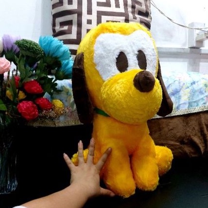 Chó bông lông xù màu vàng siêu đẹp