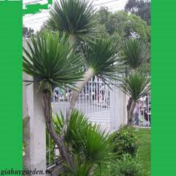CÂY PHÁT TÀI NÚI - CÂY PHONG THỦY MANG LẠI THỊNH VƯỢNG, TÀI LỘC, CÔNG DANH , KHÔNG GIAN ĐẸP CHO GIA CHỦ