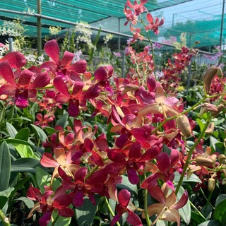 Denro Phượng Hoàng Lửa
