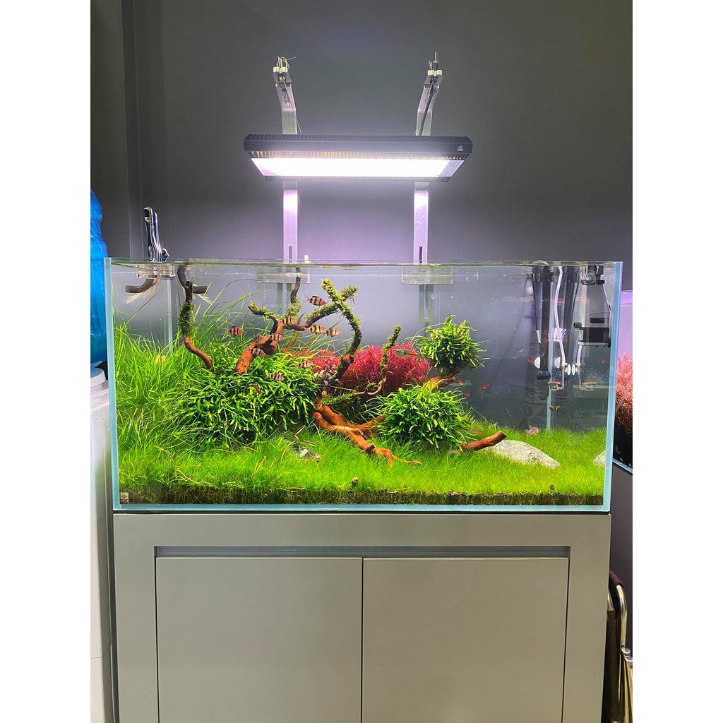 Vi Sinh EM 250ml - Vi Sinh Cao Cấp Giúp nước trong và thiết lập hệ vi sinh