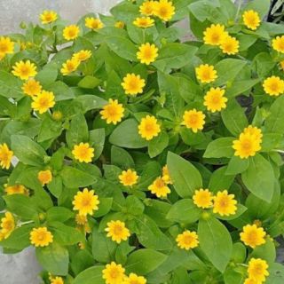 HẠT GIỐNG CÚC MẶT TRỜI  THÁI LAN