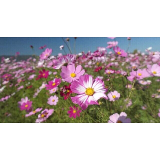 Gói hạt hoa sao nhái