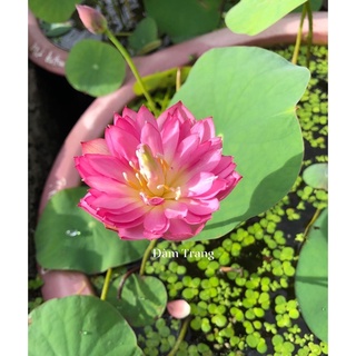 Mini siêu nụ Pink butterfly