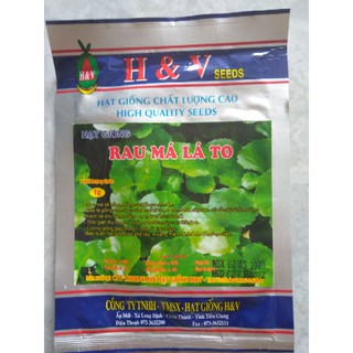 Hạt giống rau má lá to
