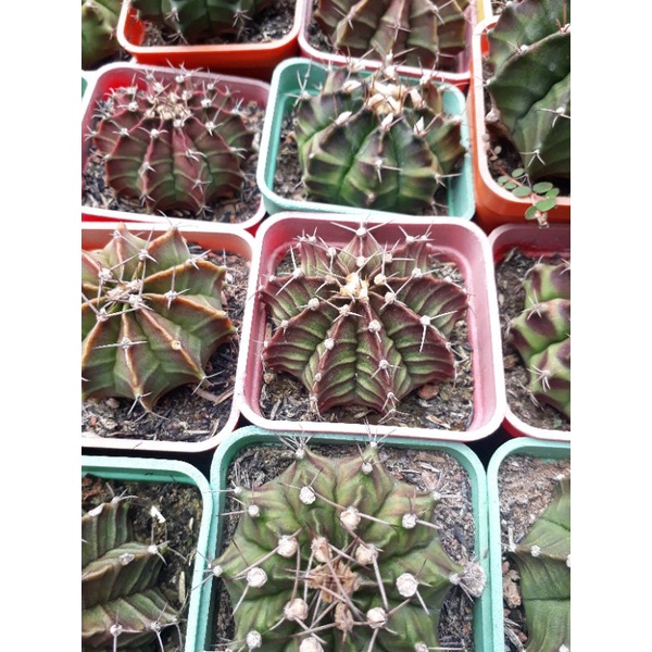 Xương rồng Gym size chậu 7cm