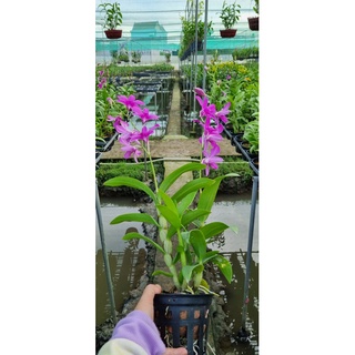 HOA LAN PINK XƯA