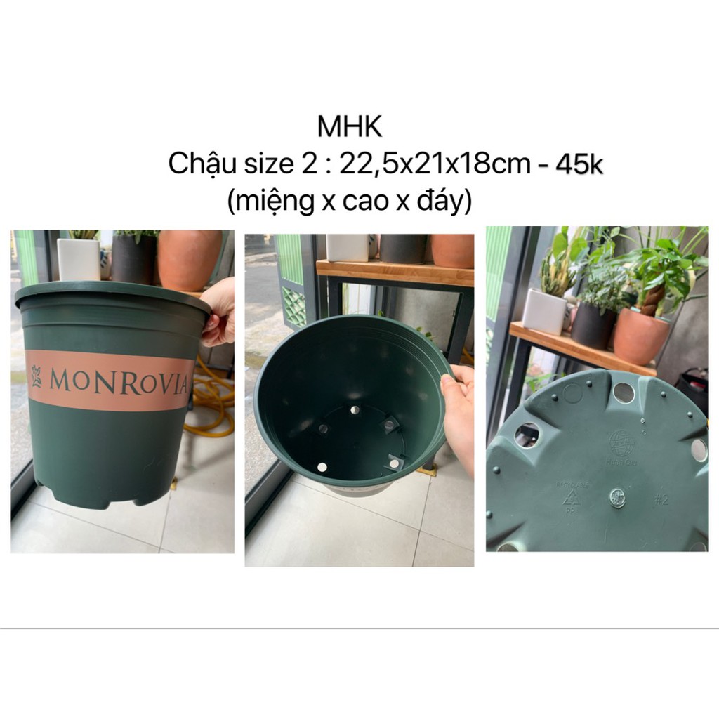 Chậu Monrovia màu xanh Size 1 2 3