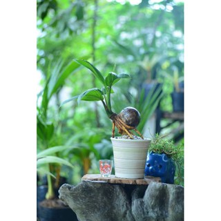 Cây Dừa bonsai  - Cây Giống Nhập Khẩu