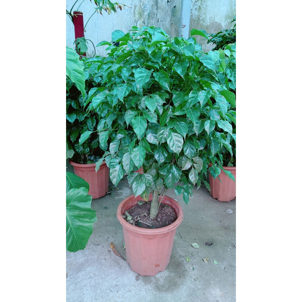Cây Hạnh Phúc Lớn