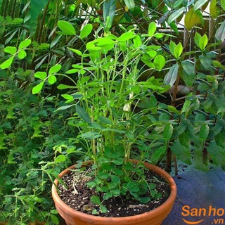 HẠT GIỐNG ĐẬU PHỘNG ĐEN  - 1 Gói