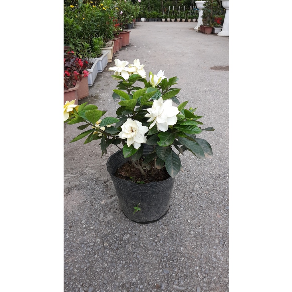 Cây hoa dành dành (bạch thiên hương), Cao 30cm bụi to hoa nở hương thơm ngào ngạt, thích hợp trồng trang trí cảnh quan
