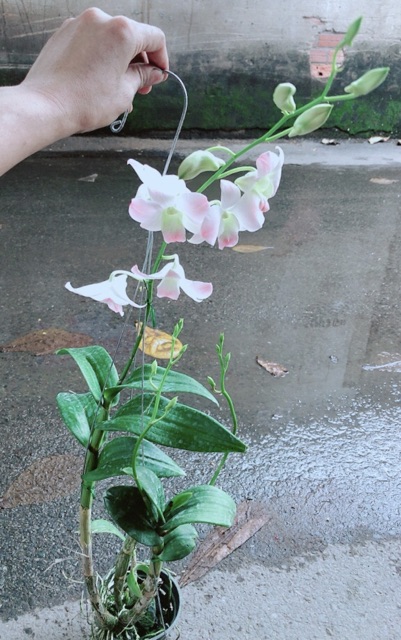 Lan Dendro Hồng Nhạt