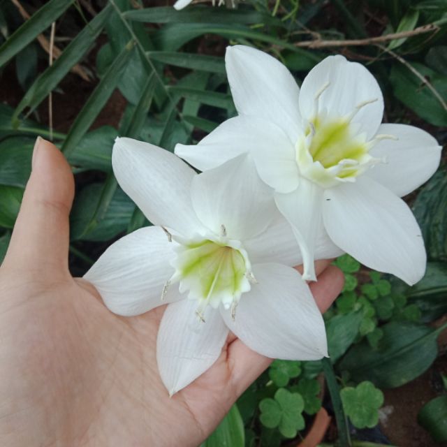 Củ cây ngọc trâm