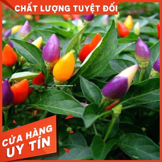 HẠT GIỐNG ỚT NGŨ SẮC Còn hàng