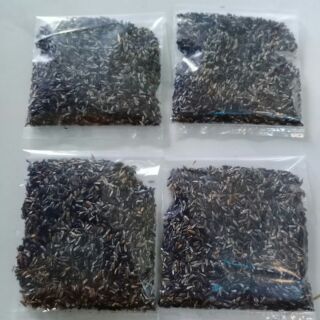 1 gói 1000 hạt giống cây đuôi chuột hoa tím ( mạch lạc)