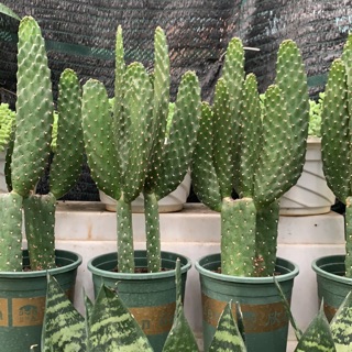 Xương rồng tai thỏ dài