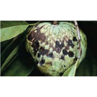 Thuốc trừ bệnh RidomilGold