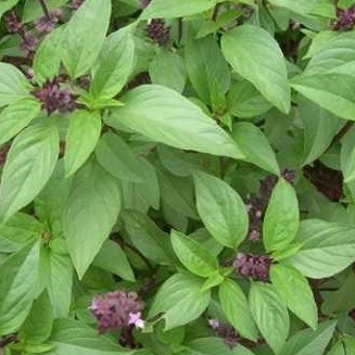 Hạt Giống Rau Quế lá to , rau húng quế