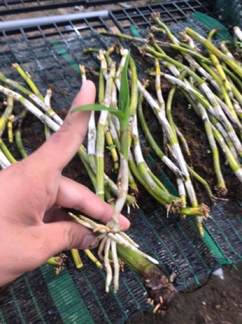 Hoa lan kie chớp sonia sao băng