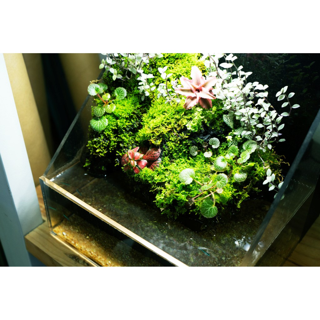 Hồ bán cạn acrylic 20x22x20cm  Ebi-VN