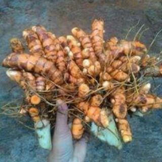 Tinh nghệ vàng - Ngũ cốc Nhà Cừu