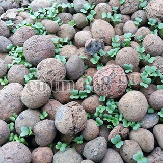 0,5 kg đất nung trồng cây