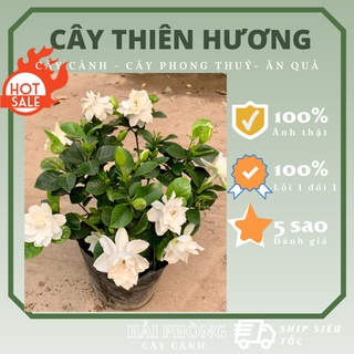 Bạch thiên hương sẵn hoa, cánh kép, cây thiên hương cao 60cm, trang trí sân vườn, cây phong thuỷ, lỗi 1 đổi 1