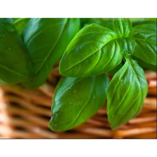 Hạt giống basil xanh