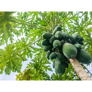 Rau củ quả tươi