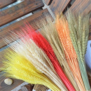 Cành lúa mạch khô - dried wheat decor phong cách bắc âu cổ điển, trang trí nhà cửa