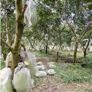 Combo 10 túi bao mít lưới cước Thái, dây cột Thái đỏ cao cấp 50x70cm