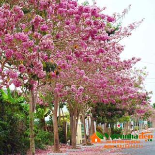 Bầu Cây Hoa Kèn Hồng giống(hoa chuông hồng)