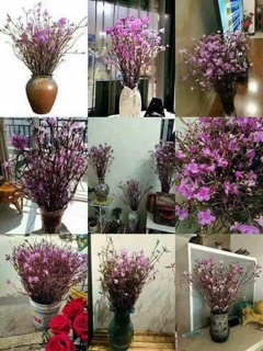 Hoa đỗ quyên