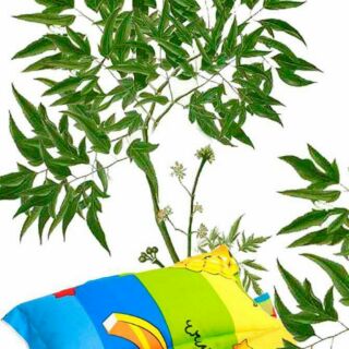 GỐI ĐINH LĂNG CAO CẤP SAIDO