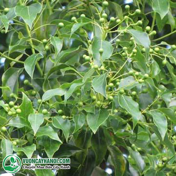 Hạt Giống Cây Long Não (Dã Hương) - Gói 10 hạt - hgct2
