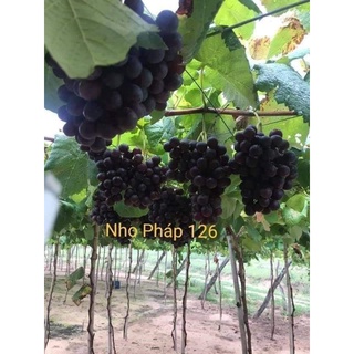 Cây giống Nho kẹo 126 và Nho Bailey
