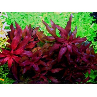 cây thủy sinh đại hồng huyết