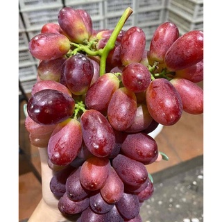 (HN) Nho Ruby Không Hạt Giao Siêu Tốc 1h
