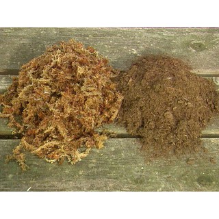 100GR DỚN TRẮNG CHILE - 1 BAO