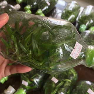 chai mô dendro nắng lai chớp