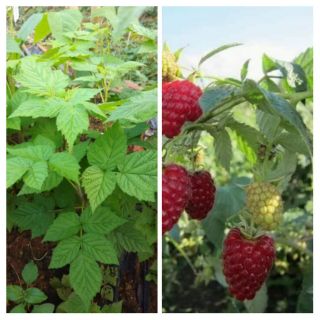 Cây mâm xôi đỏ(phúc bồn tử,rasberry)